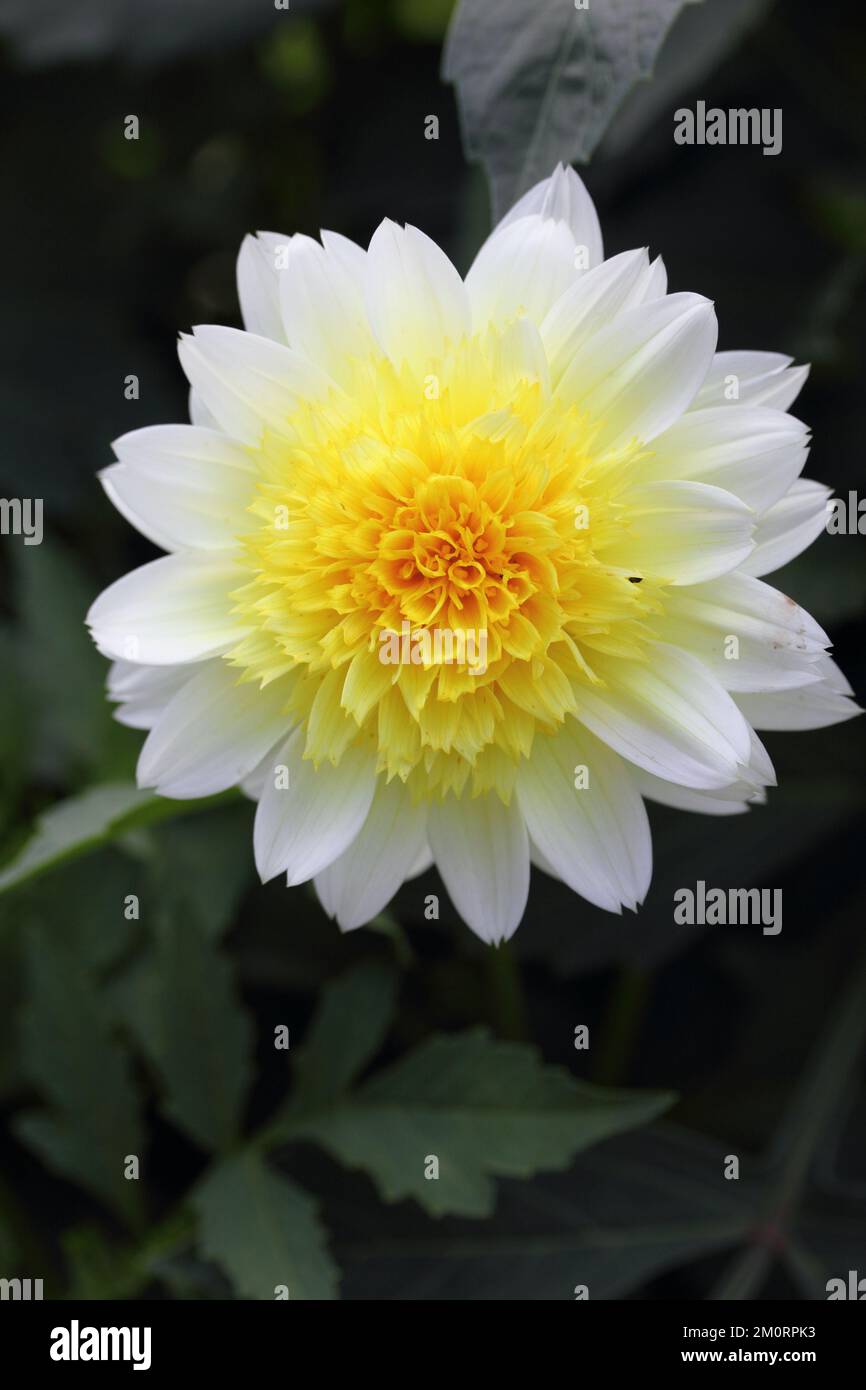 The dahlia (Dahlia), is a genus of flowe…