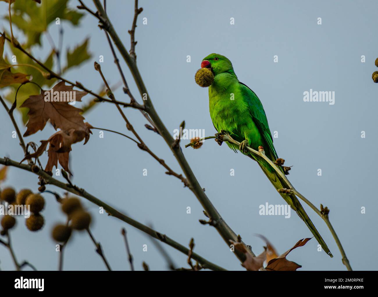 parrot resting on tree in izmir city forest Stock Photo