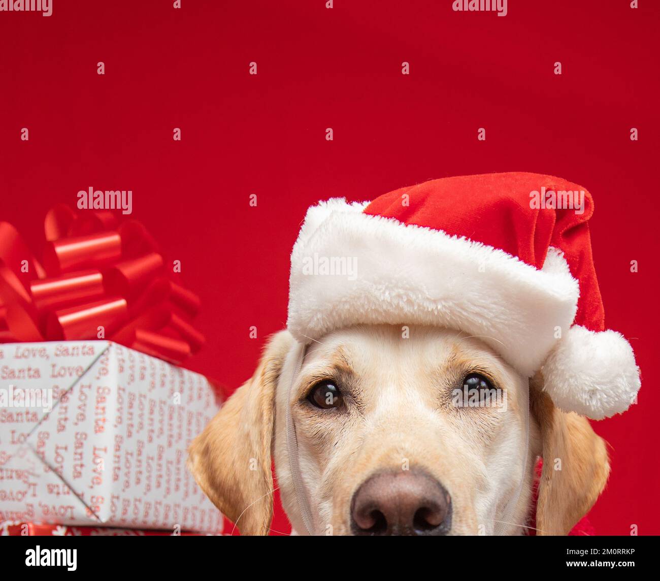 Portrait of a yellow labrador retriever dressed in a santa hat sitting next to a stack of Christmas gifts Stock Photo