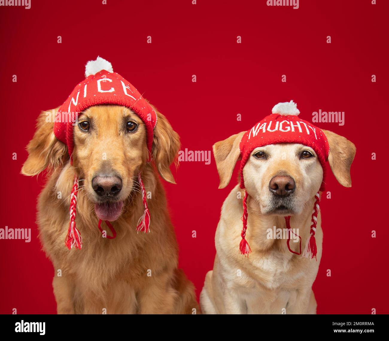 Portrait of a yellow labrador retriever and golden retriever wearing ...