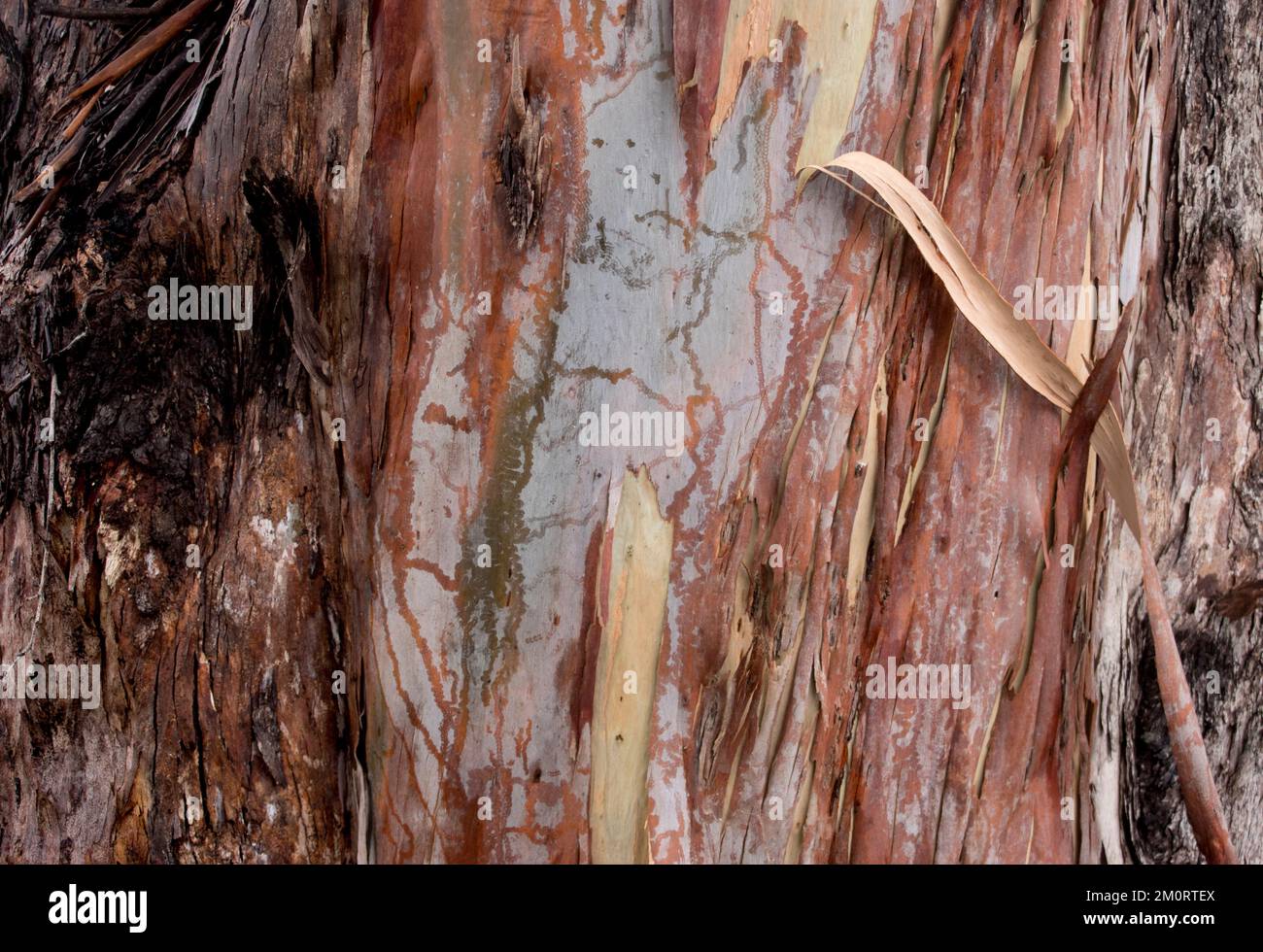 Peeling bark of Scribbly Gum tree, eucalyptus racemosa). Australian native with insect scribbles made by Ogmograptis scribula larvae, Queensland. Stock Photo