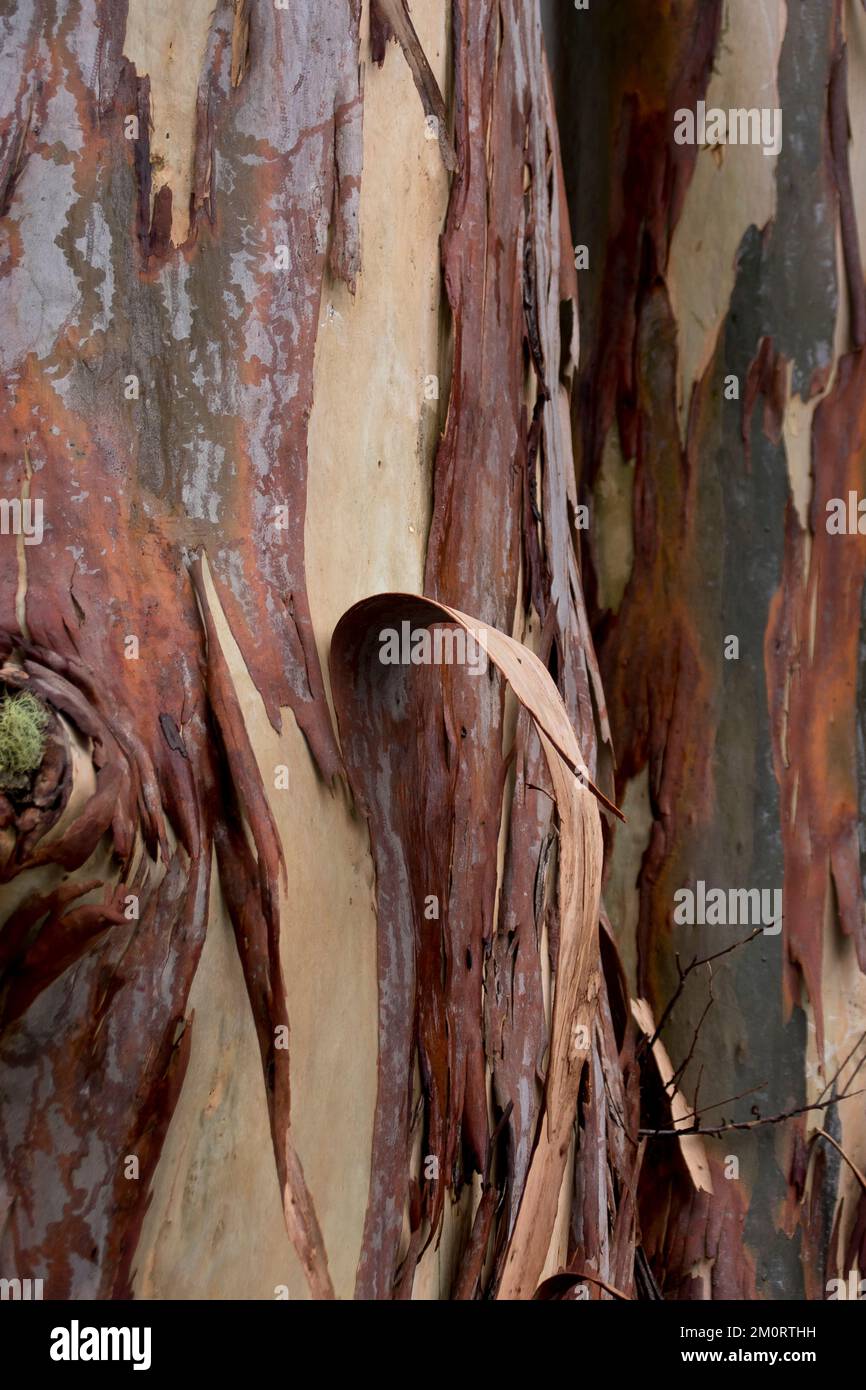 Peeling bark of Scribbly Gum tree, eucalyptus racemosa). Australian native with insect scribbles made by Ogmograptis scribula larvae, Queensland. Stock Photo