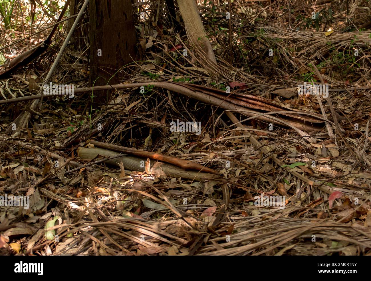 Lowland subtropical rainforest. Understorey and forest floor with fallen fronds in early summer. Tamborine Mountain, Queensland, Australia Stock Photo