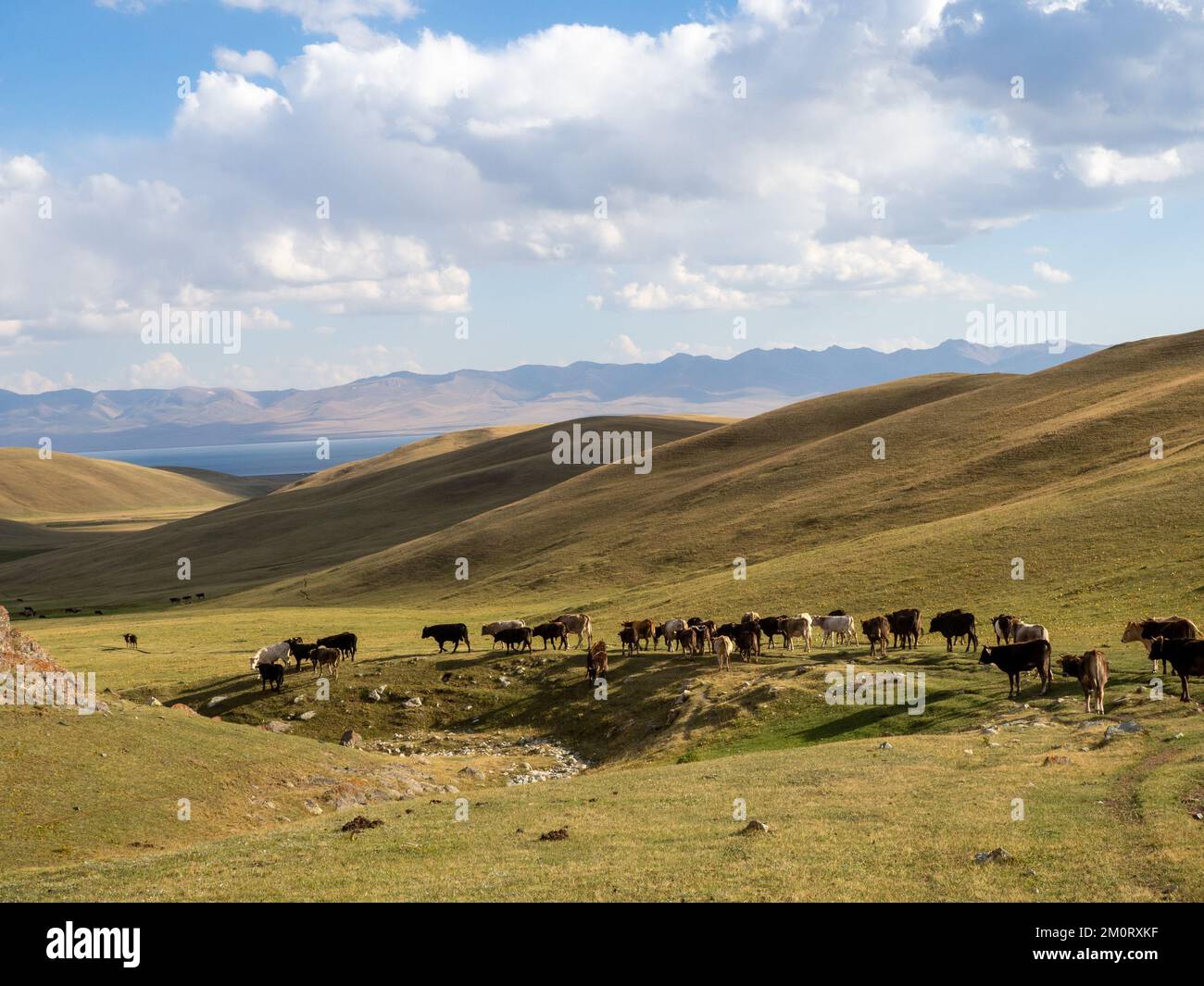 An aerial view of cows in the meadow Stock Photo - Alamy