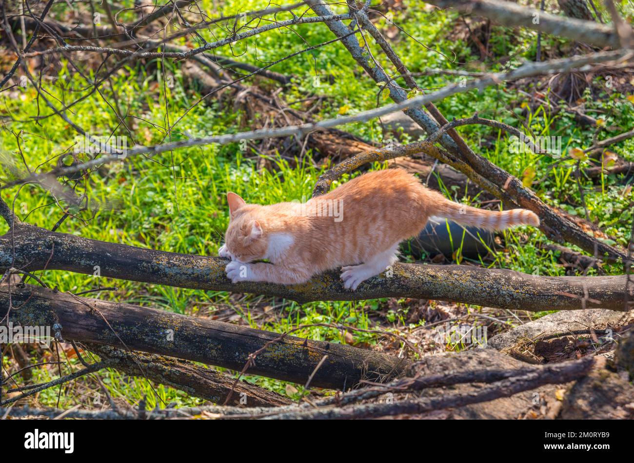 Kitten scratching a trunk Stock Photo Alamy