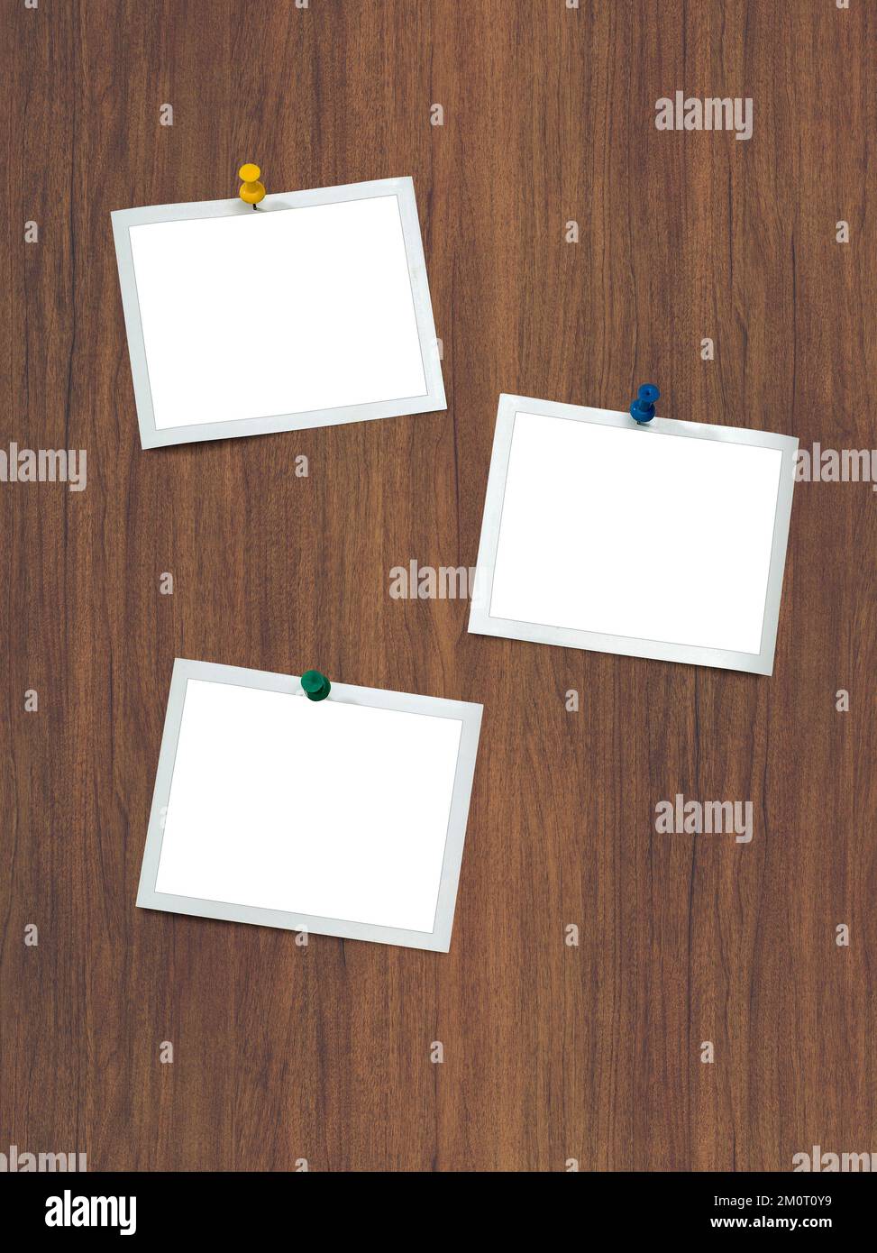 Instant frames hang on Wood wall paneling with colored pins Stock Photo