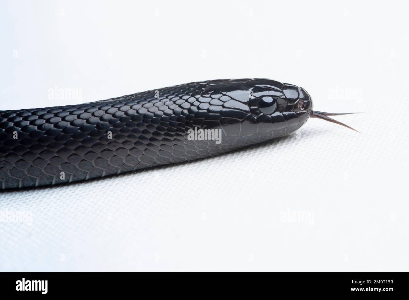 Mexican black kingsnake on white background Stock Photo - Alamy