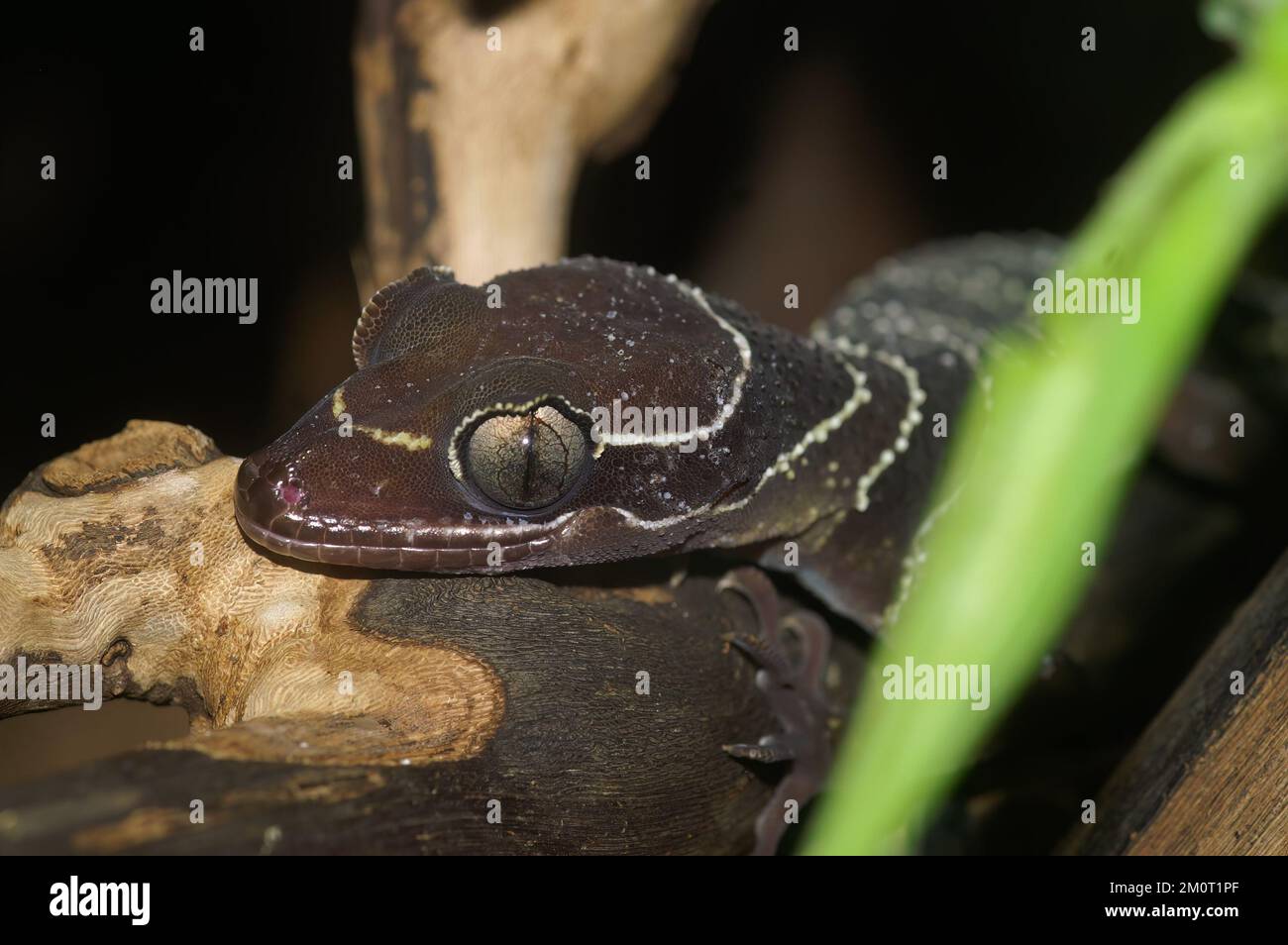 Closeup on the head of a Malayan forest or banded bent-toed gecko Cyrtodactylus pulchellus Stock Photo