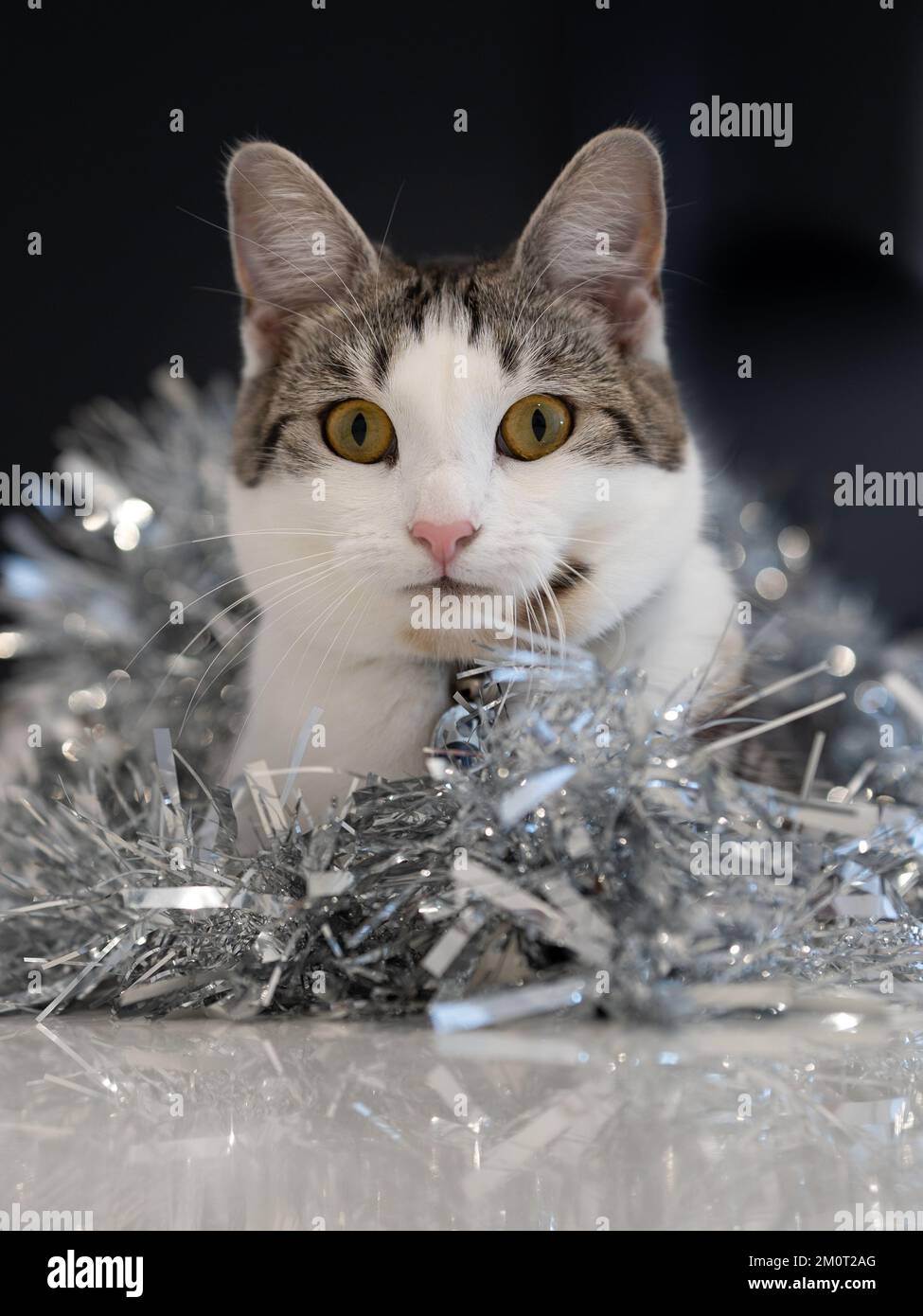 Cat playing with tinsel Stock Photo Alamy