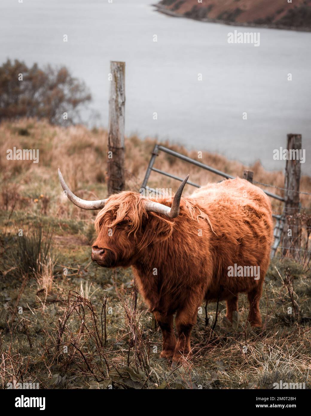 A vertical shot of a Highland cow standing on the riverbank Stock Photo ...