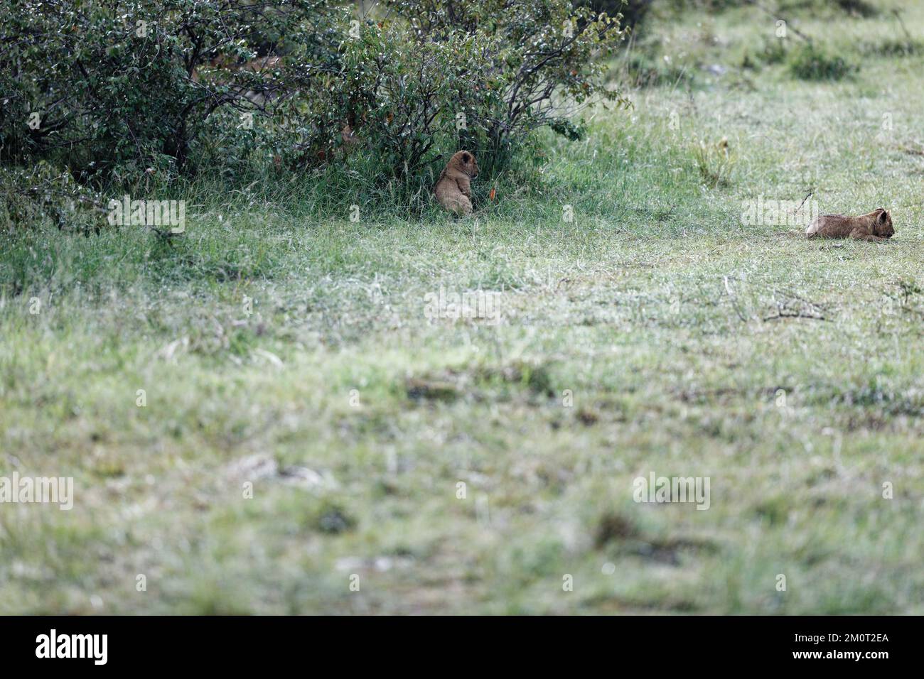 Two lion cubs in bushes hi-res stock photography and images - Alamy