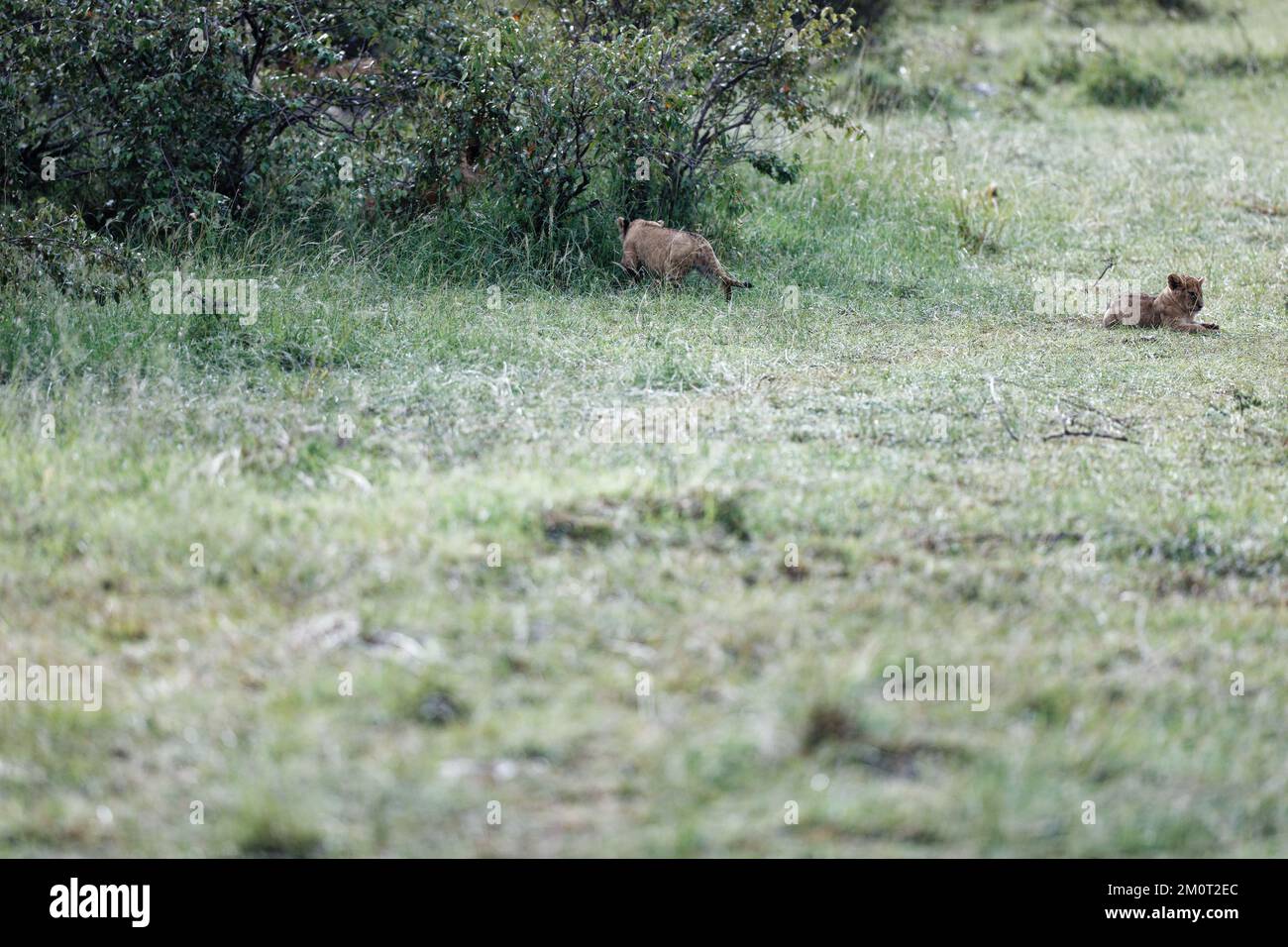 Two lion cubs in bushes hi-res stock photography and images - Alamy