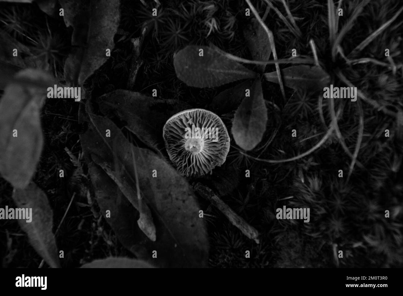 A grayscale of a wild mushroom on the ground between plants Stock Photo