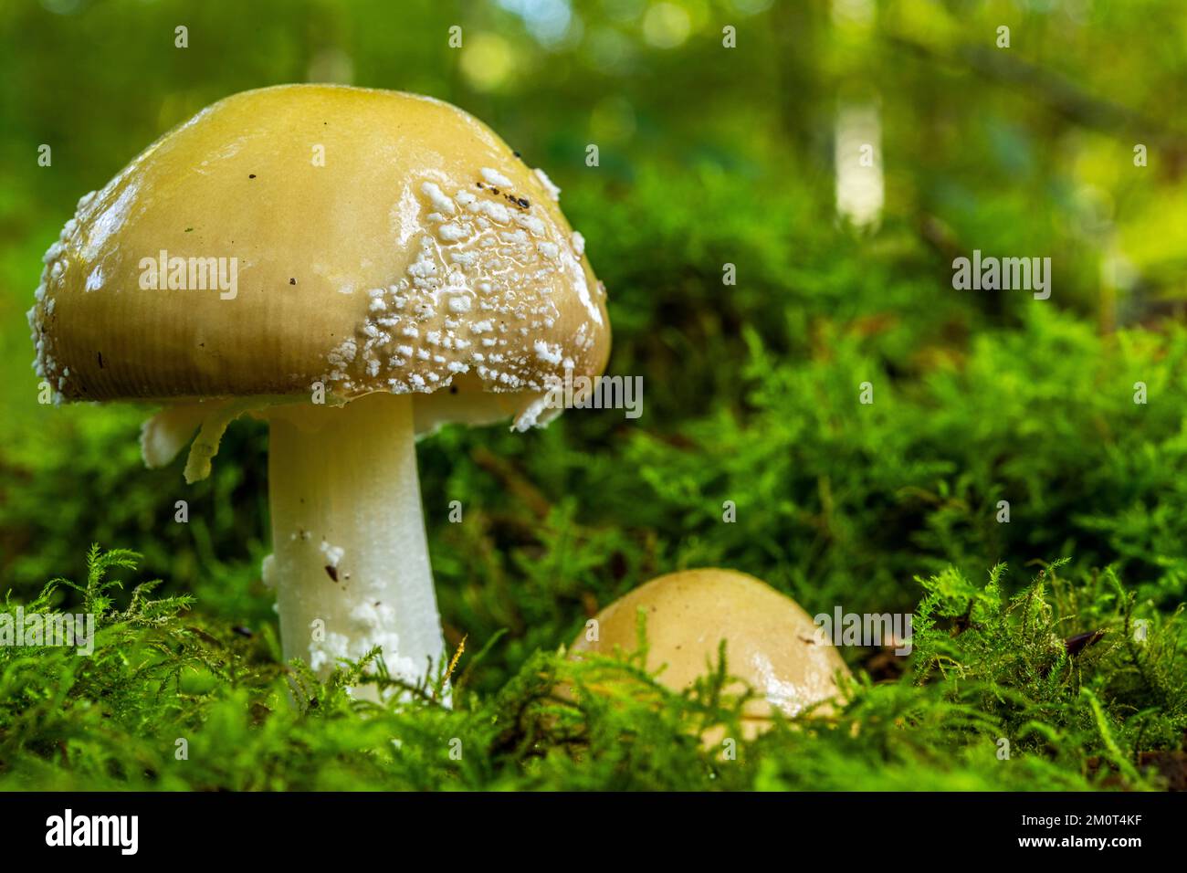 France, Somme (80), Cr?cy-en-Ponthieu, For?t de Cr?cy, Woodland mushrooms in autumn in the forest, Amanita gemmata Stock Photo