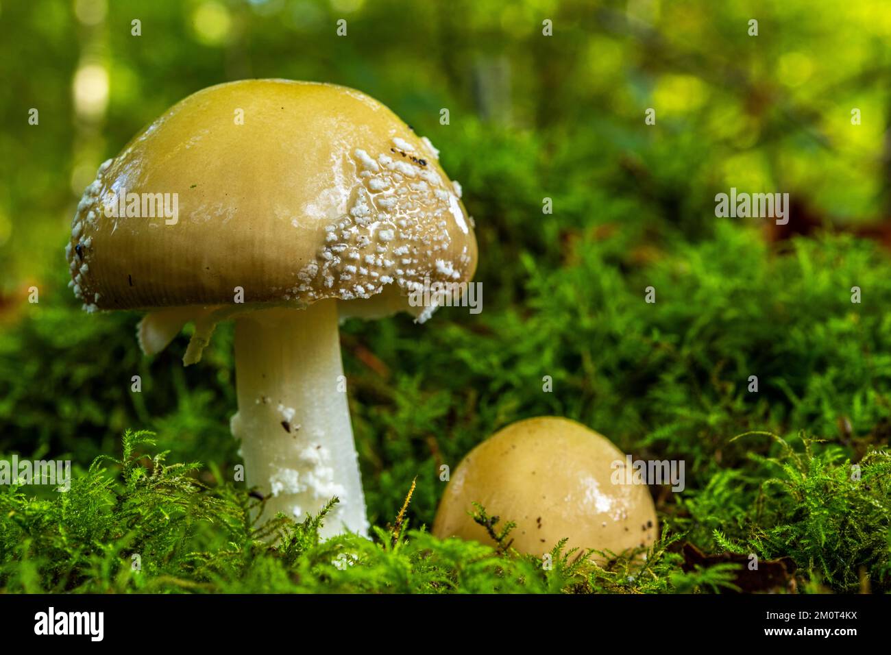 France, Somme (80), Cr?cy-en-Ponthieu, For?t de Cr?cy, Woodland mushrooms in autumn in the forest, Amanita gemmata Stock Photo