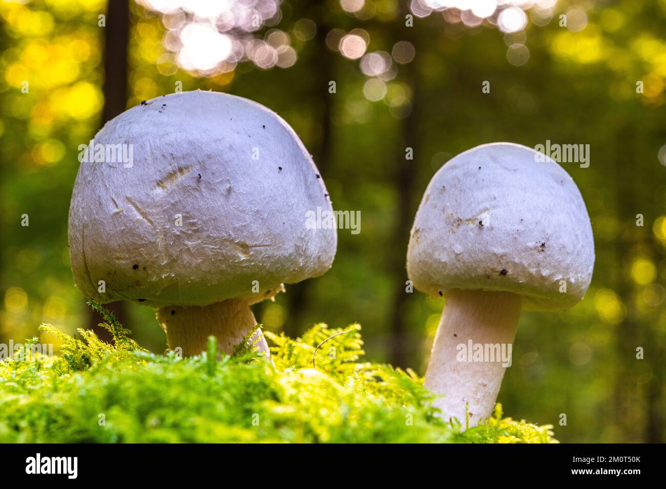 France, Somme (80), Cr?cy-en-Ponthieu, For?t de Cr?cy, Woodland mushrooms in autumn in the forest, Agaricus silvicola, Agaricus sylvicola Stock Photo