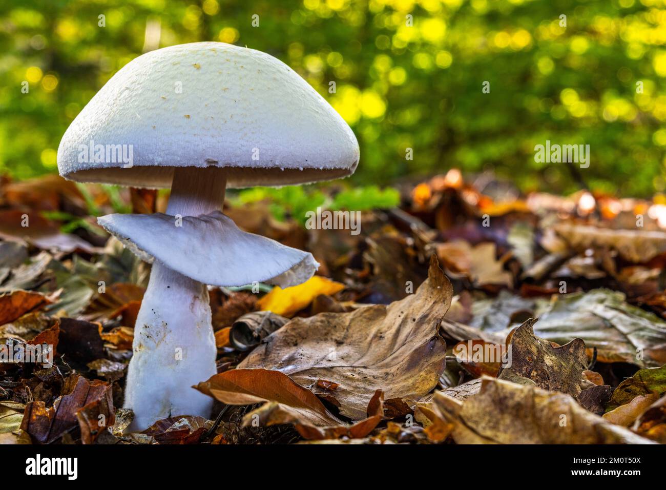 France, Somme (80), Cr?cy-en-Ponthieu, For?t de Cr?cy, Woodland mushrooms in autumn in the forest, Agaricus silvicola Stock Photo