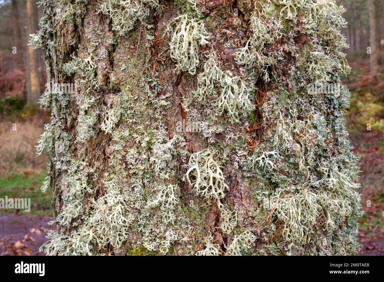 Complex symbiotic relationships on a pine tree  in Beacon Wood, Penrith, Cumbria, UK Stock Photo