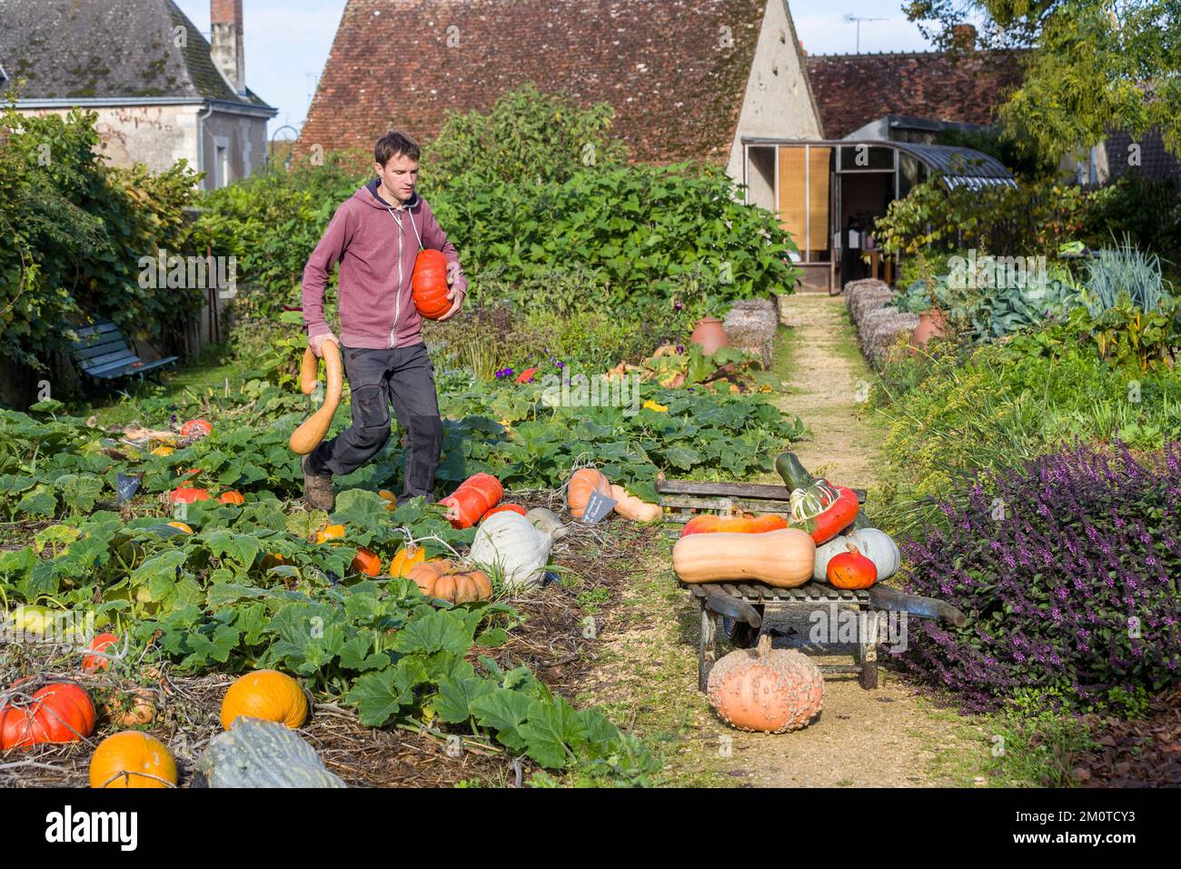 France, Indre et Loire, Ch?digny, village labeled remarkable garden, priest's garden, the presbytery garden brings together several varieties of perennials and annuals decorative medicinal aromatic shrubs and fruit trees, harvesting pumpkin in the vegetable garden by Cl?ment the head gardener Stock Photo