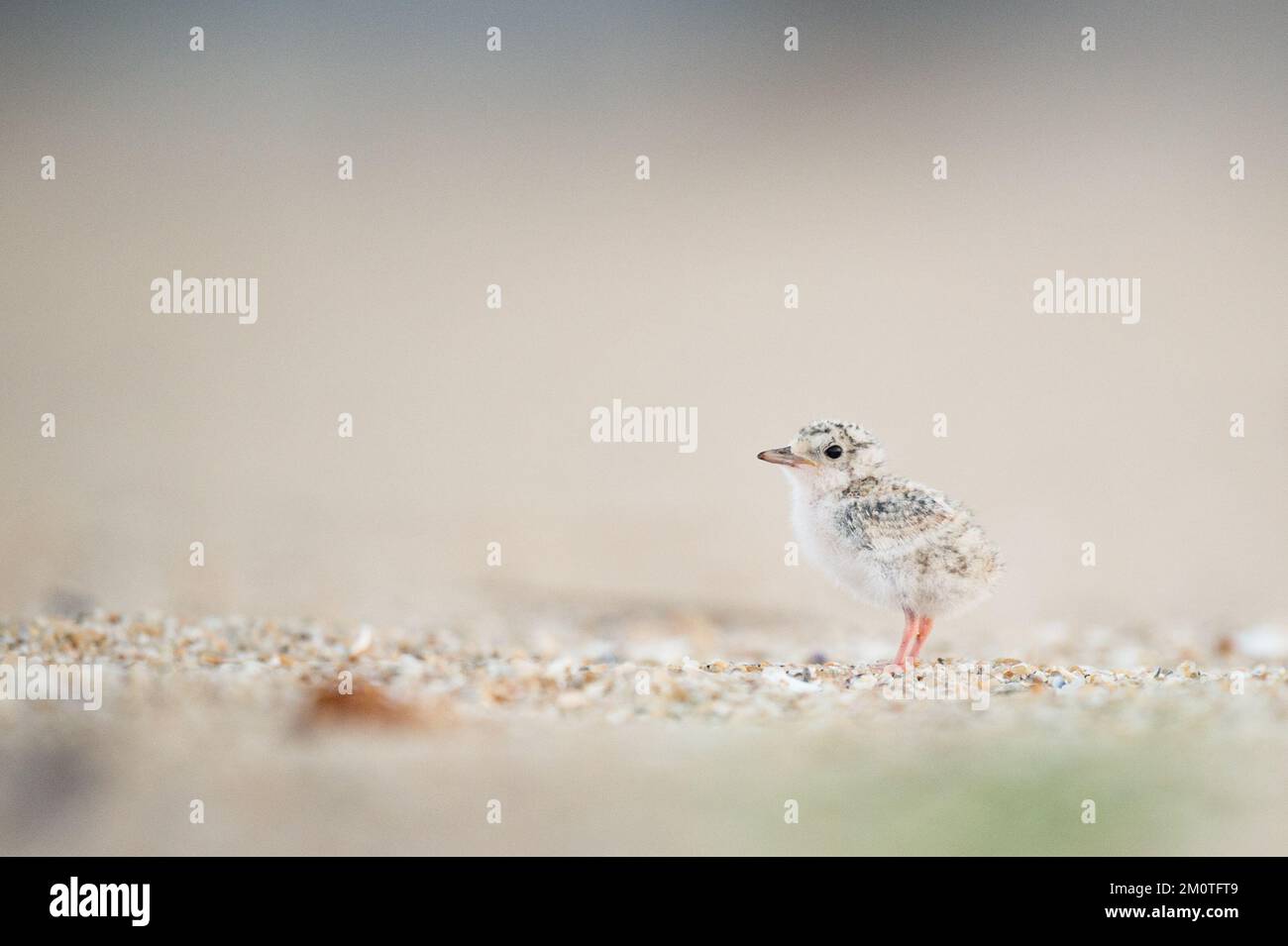 A closeup shot of a Least Tern chick with blurry background at Belmar beach Stock Photo