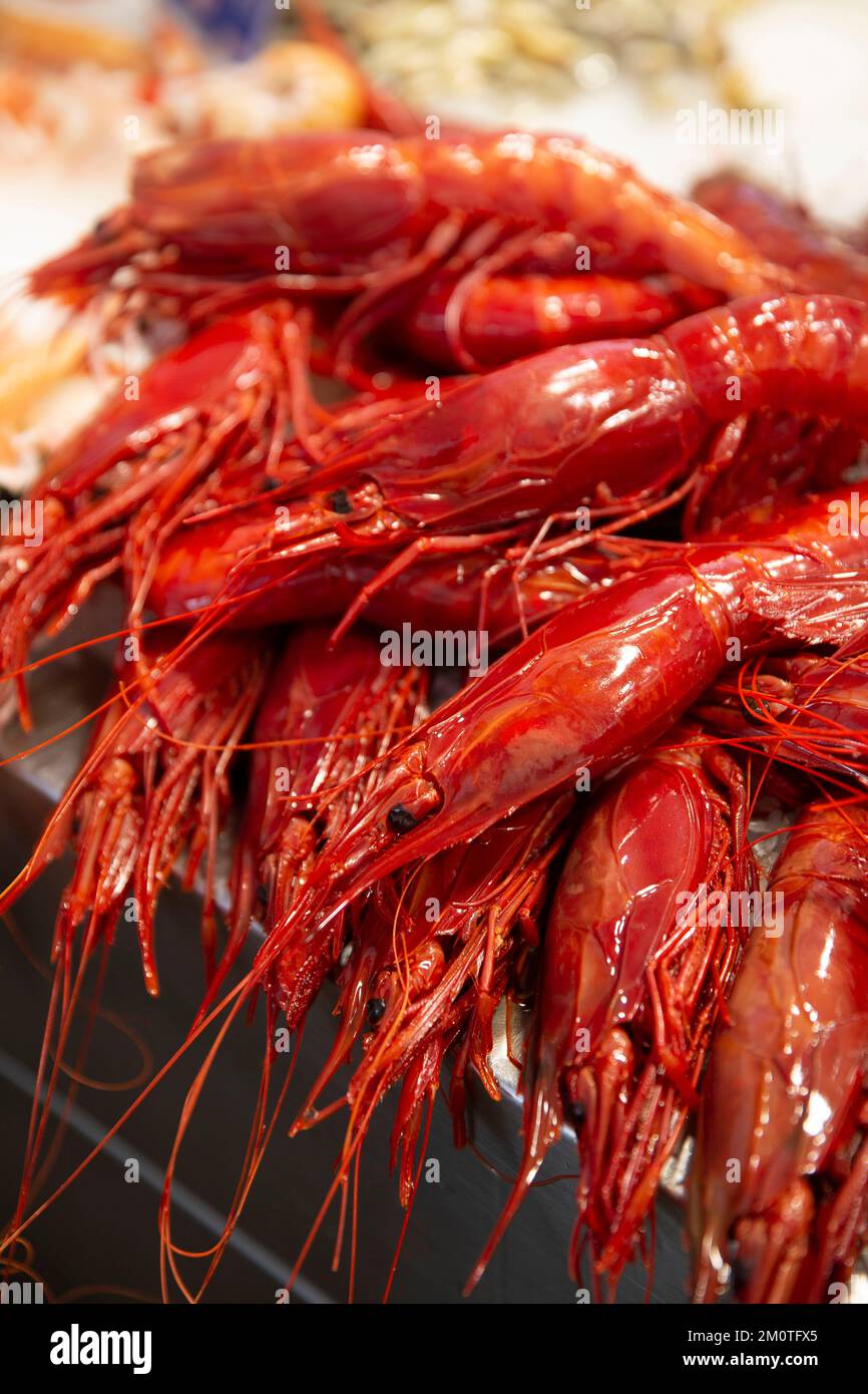 Spain, Andalusia, Cadiz, central market, king prawns on a bed of ice on
