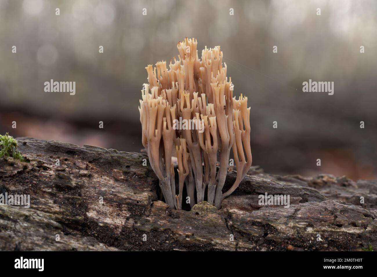 Inedible mushroom Artomyces pyxidatus in floodplain forest. Known as crown coral or crown-tipped coral fungus. Wild mushroom growing on the wood. Stock Photo
