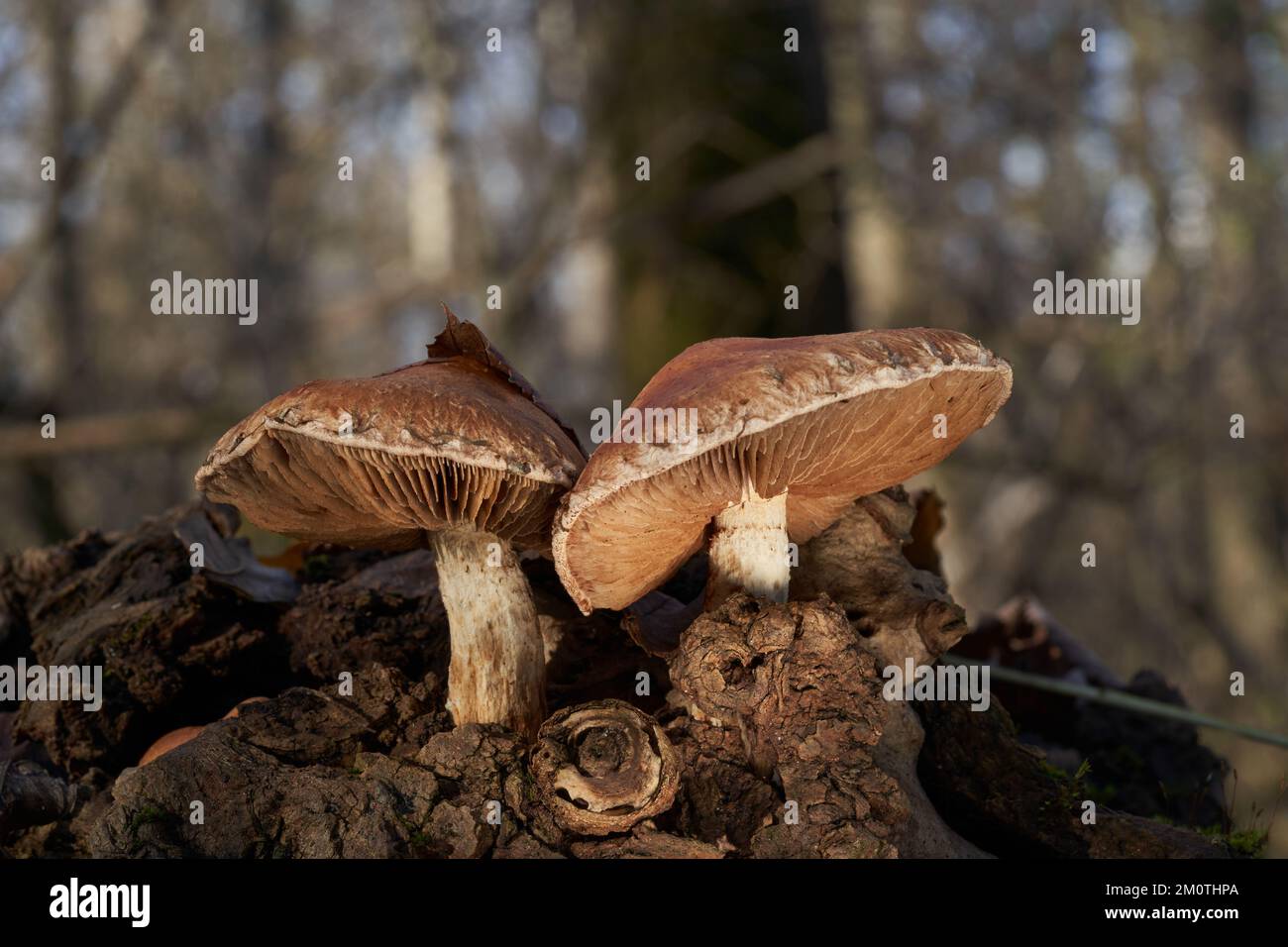 Inedible mushroom Hemipholiota populnea on the wood. Known as Destructive Pholiota. Two wild mushrooms in the floodplain forest, sunny day. Stock Photo