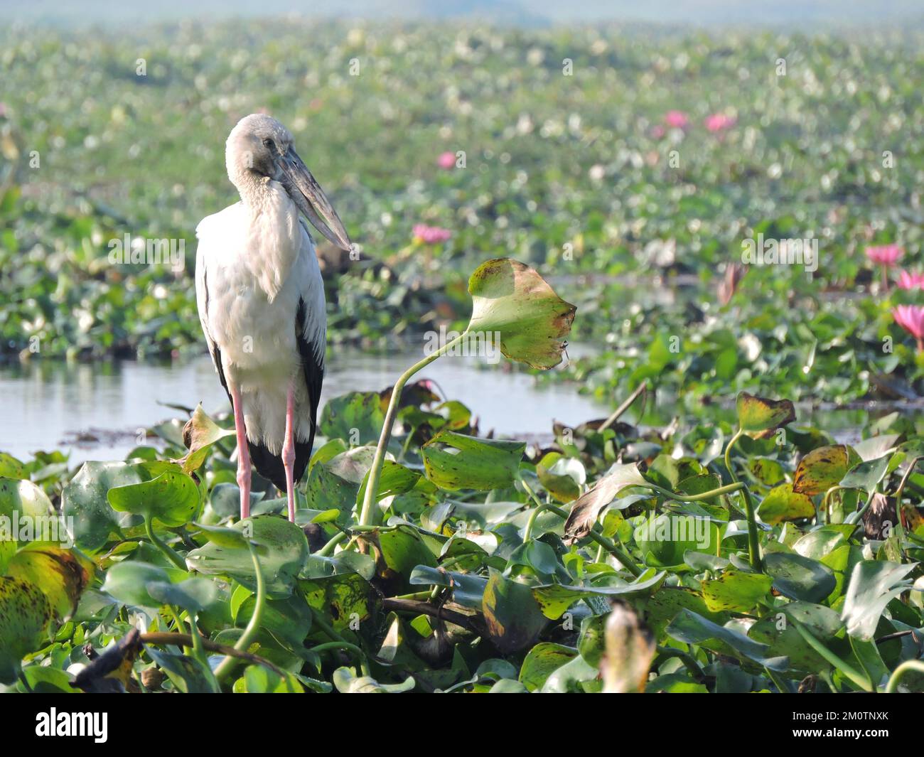 Asian openbill stork (Anastomus oscitans) is a large wading bird in the stork family Ciconiidae. Stock Photo