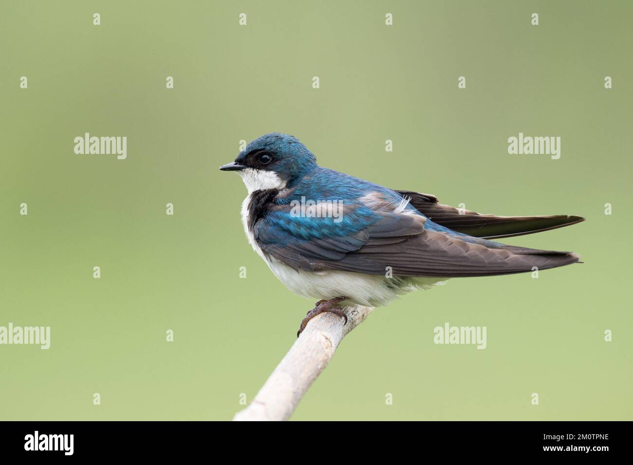 Blue tree swallow bird hi-res stock photography and images - Alamy