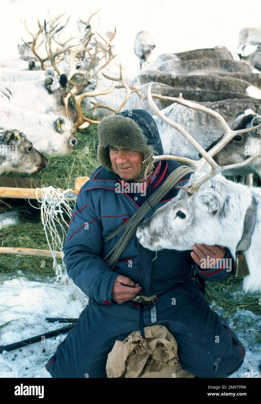 Reindeer herder in Finland circa 1997 Stock Photo Alamy Reindeer herder in Finland circa 1997 Stock Photo Alamy