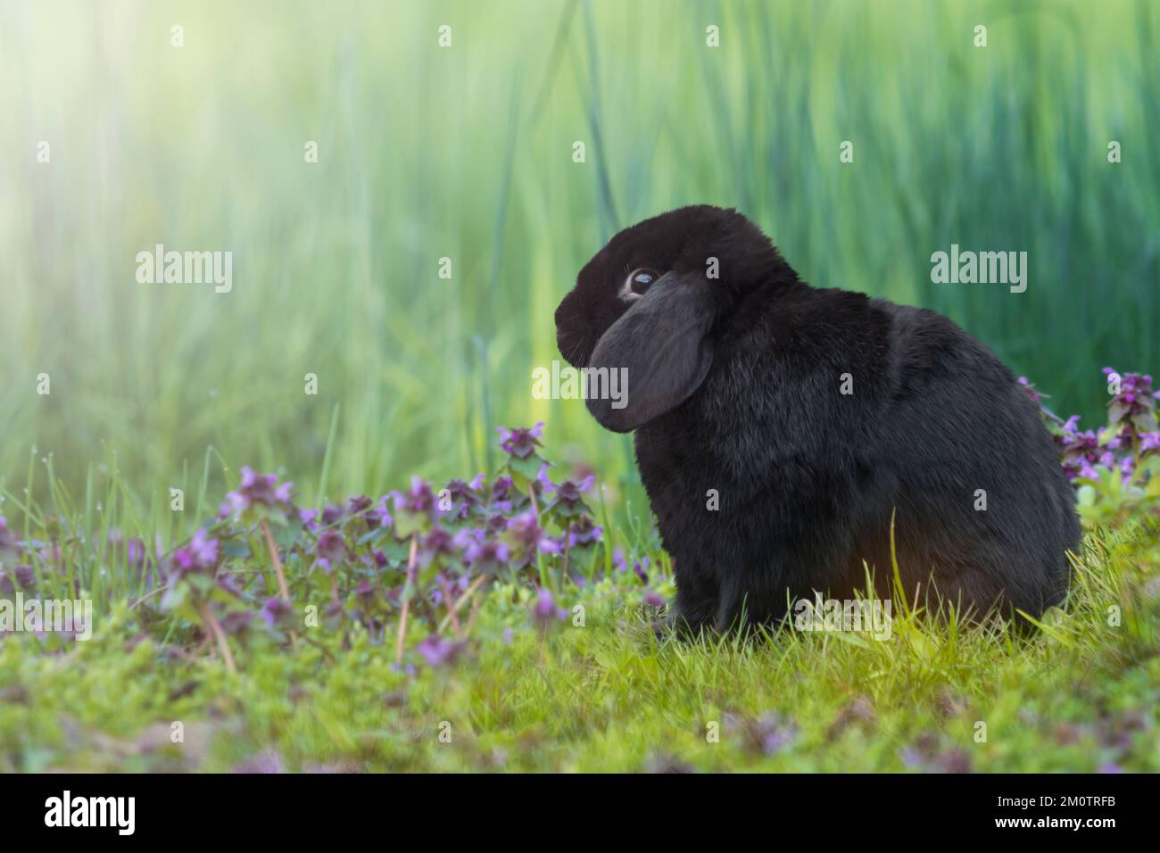 black rabbit on a green lawn Stock Photo