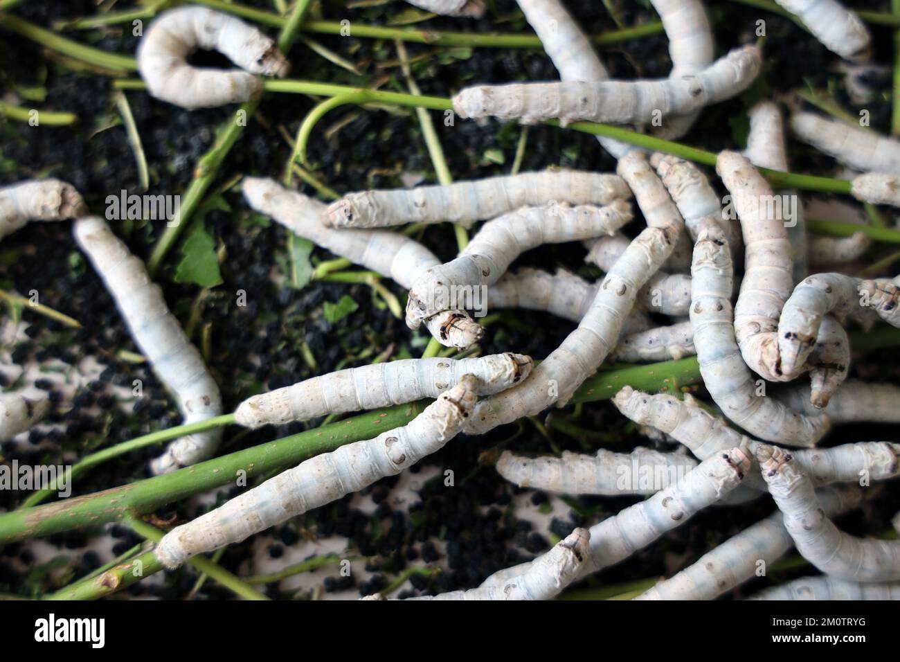 The silkworm is the larva or caterpillar of the domestic. It is an economically important insect, being a primary producer of silk. Stock Photo