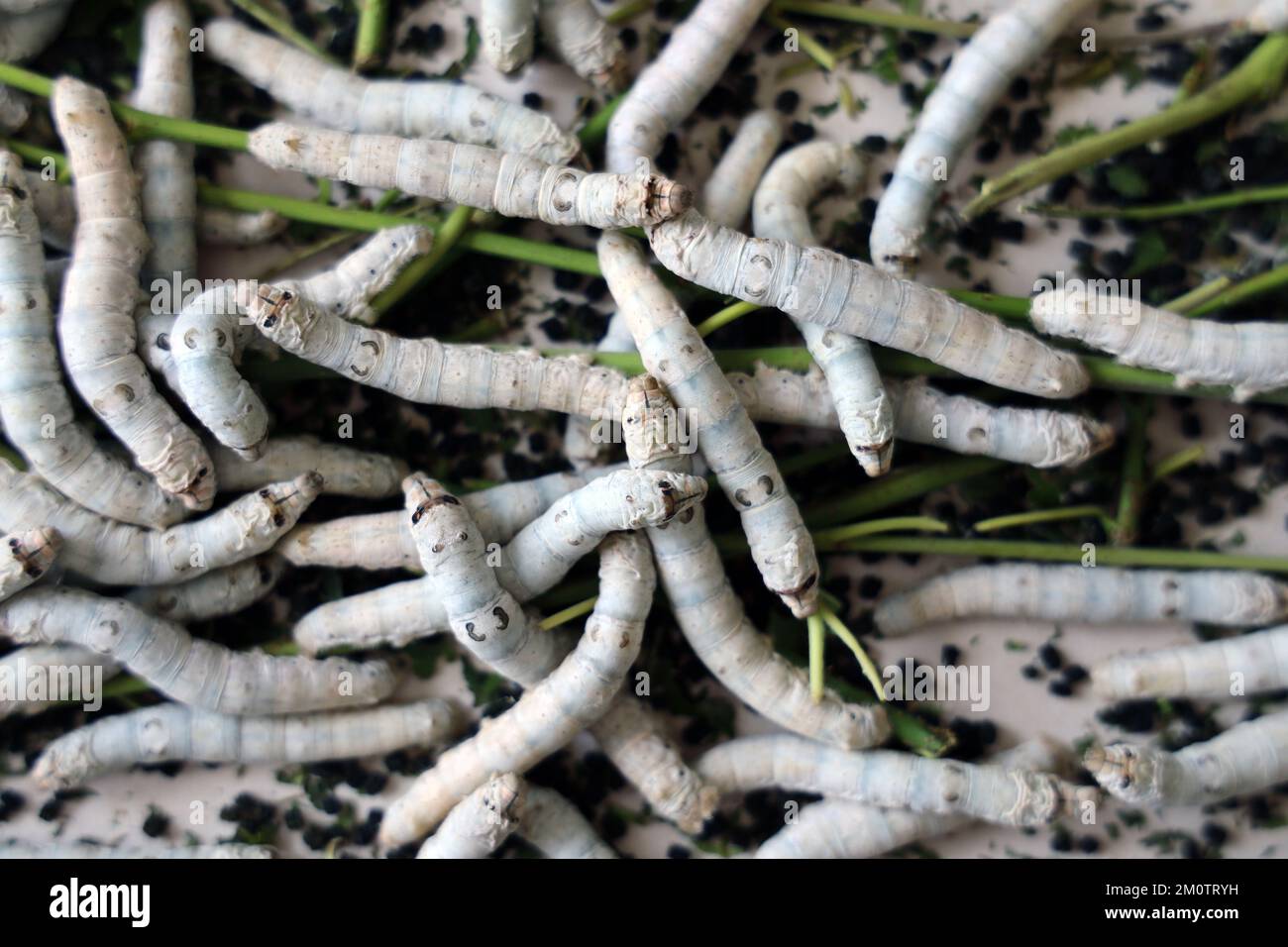 The silkworm is the larva or caterpillar of the domestic. It is an economically important insect, being a primary producer of silk. Stock Photo