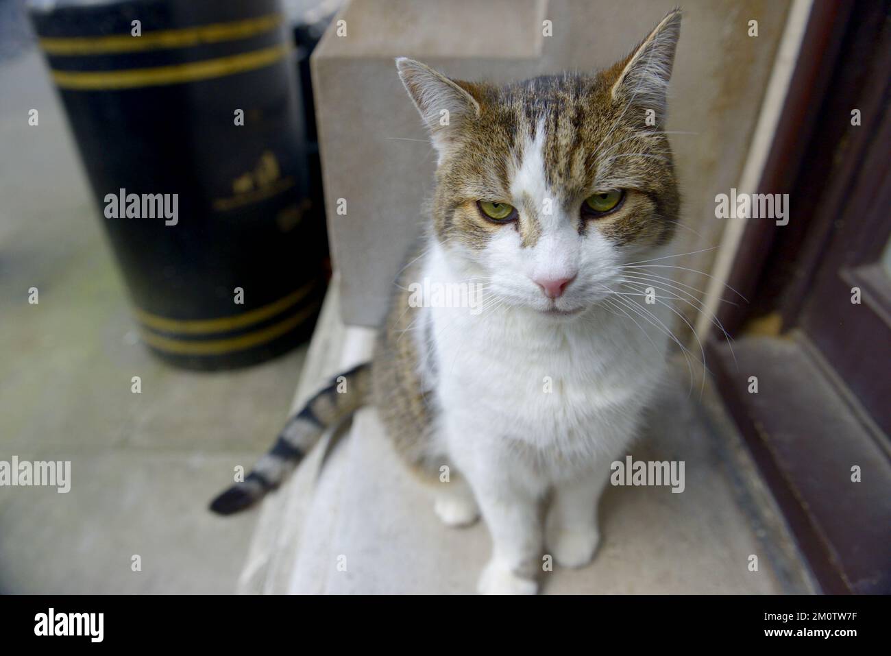 Larry the Cat - Chief Mouser to the Cabinet Office since 2011 - in Downing Street, December 2022 Stock Photo