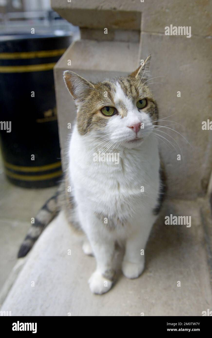 Larry the Cat - Chief Mouser to the Cabinet Office since 2011 - in Downing Street, December 2022 Stock Photo