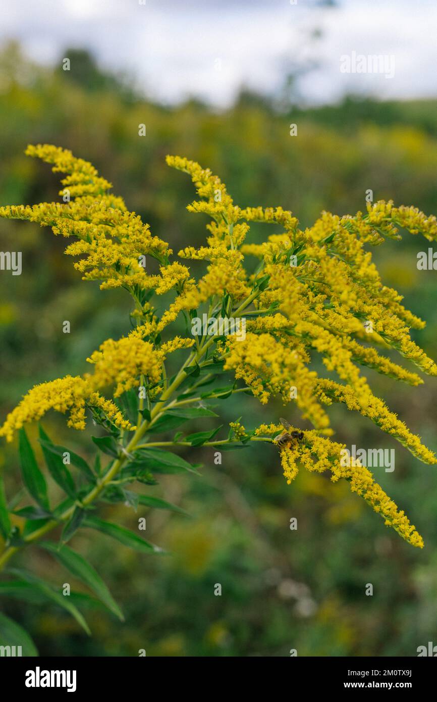 Yellow flowers of goldenrod. Weed culture grows in the field Stock