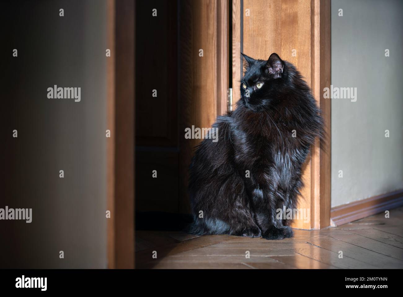 Black cat sitting on the floor in a door step indoors Stock Photo - Alamy