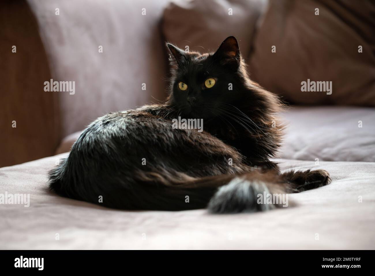 Black cat laying on couch hi-res stock photography and images - Alamy