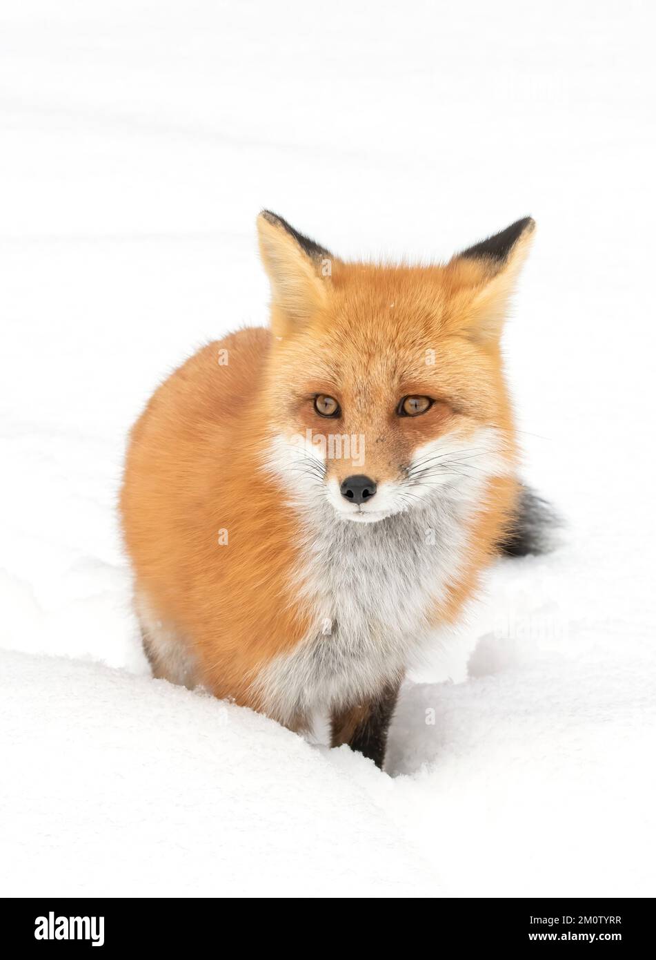 Red fox isolated on white background hunting through the freshly fallen