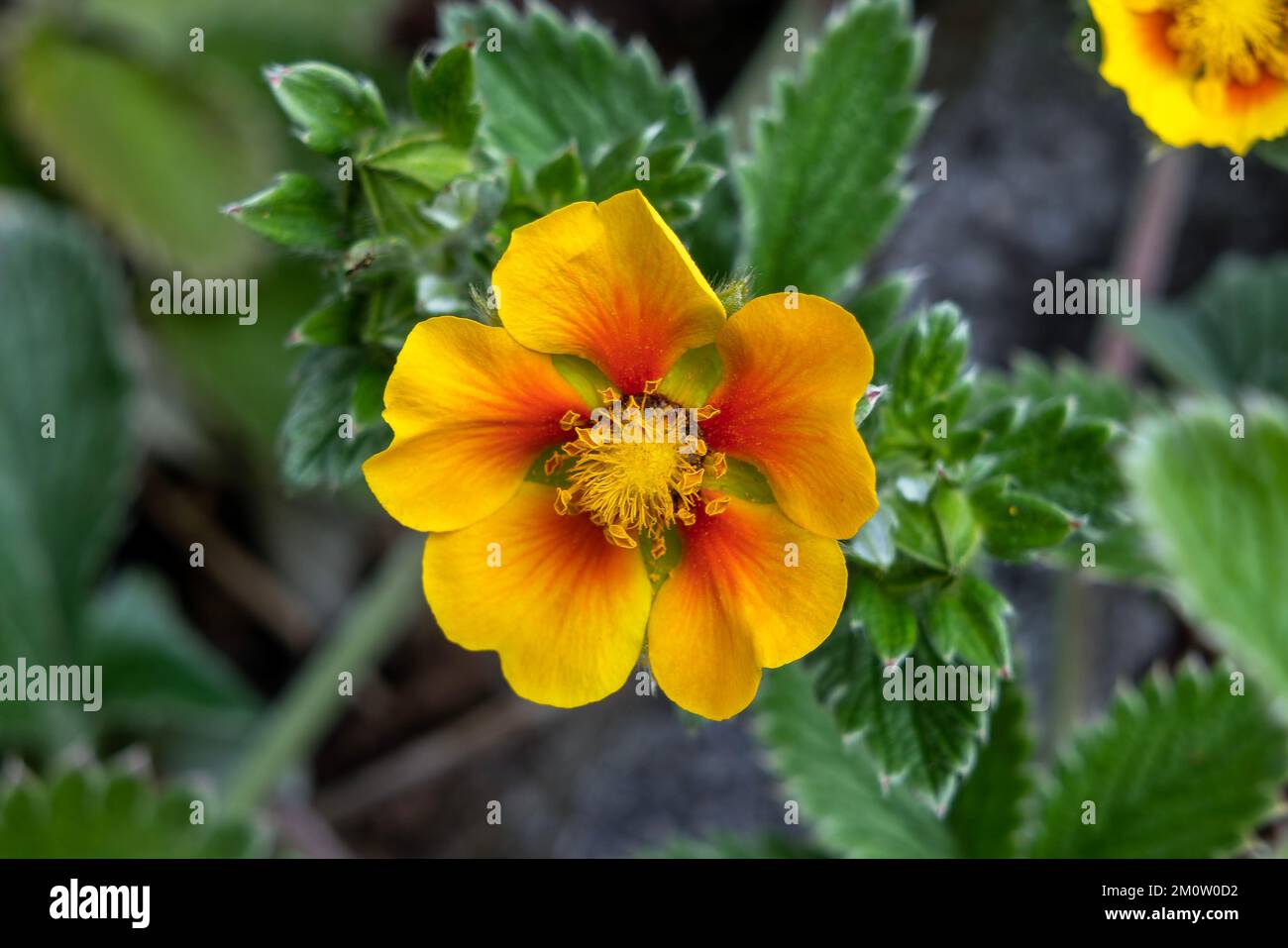 Potentilla argyrophylla a yellow orange summer flower plant commonly known as cinquefoil, stock photo image Stock Photo