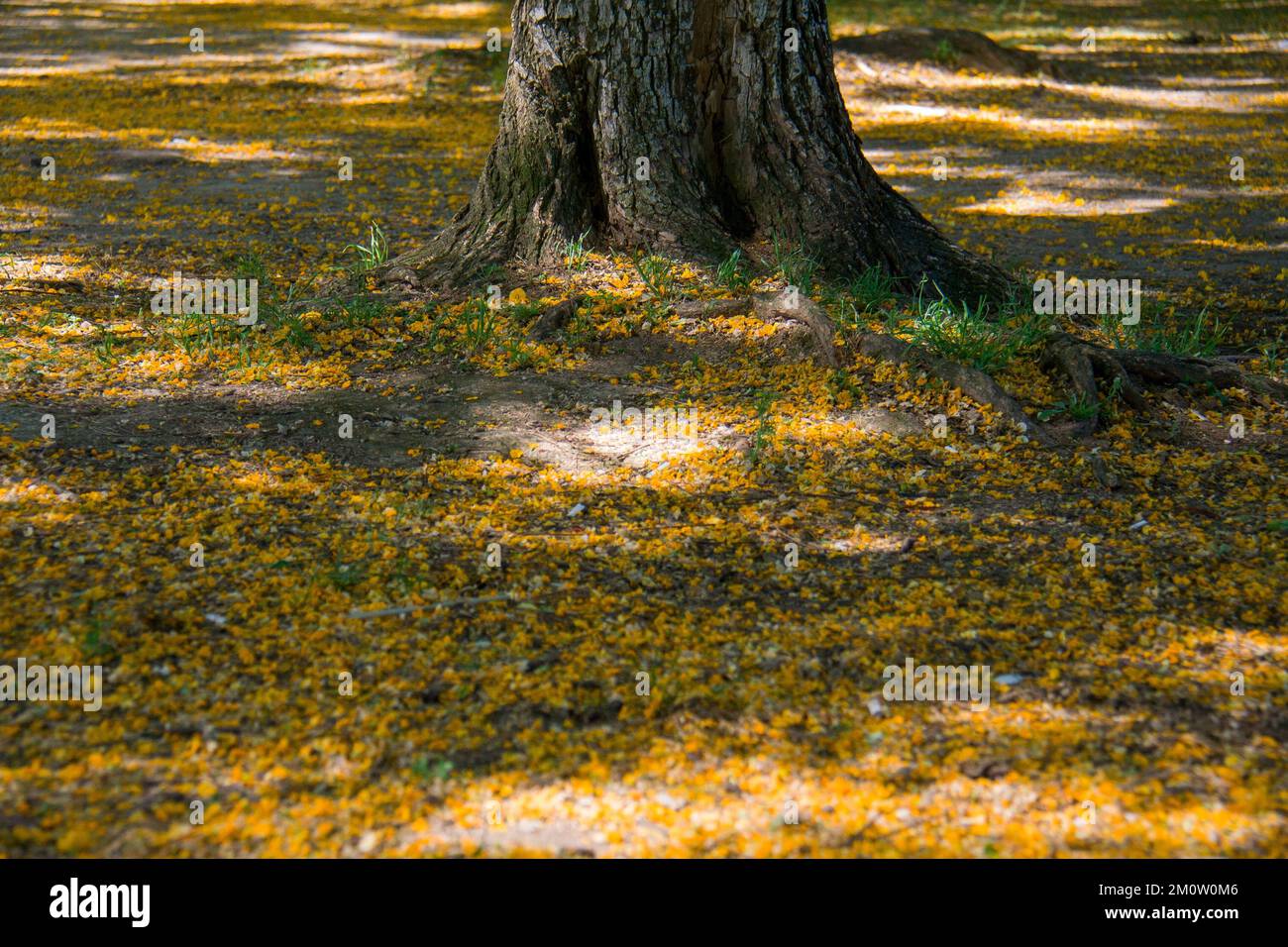 Árvore no Parque Marinha do Brasil em Porto Alegre/Brazil Stock Photo