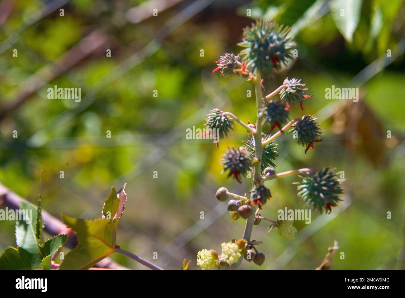 Flor - Porto Alegre/Brazil Stock Photo