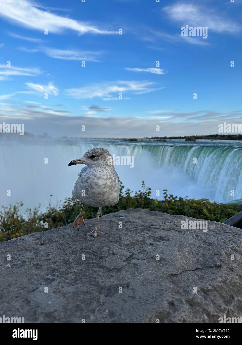 A close-up shot of a European herring gull perched on a rock with a ...