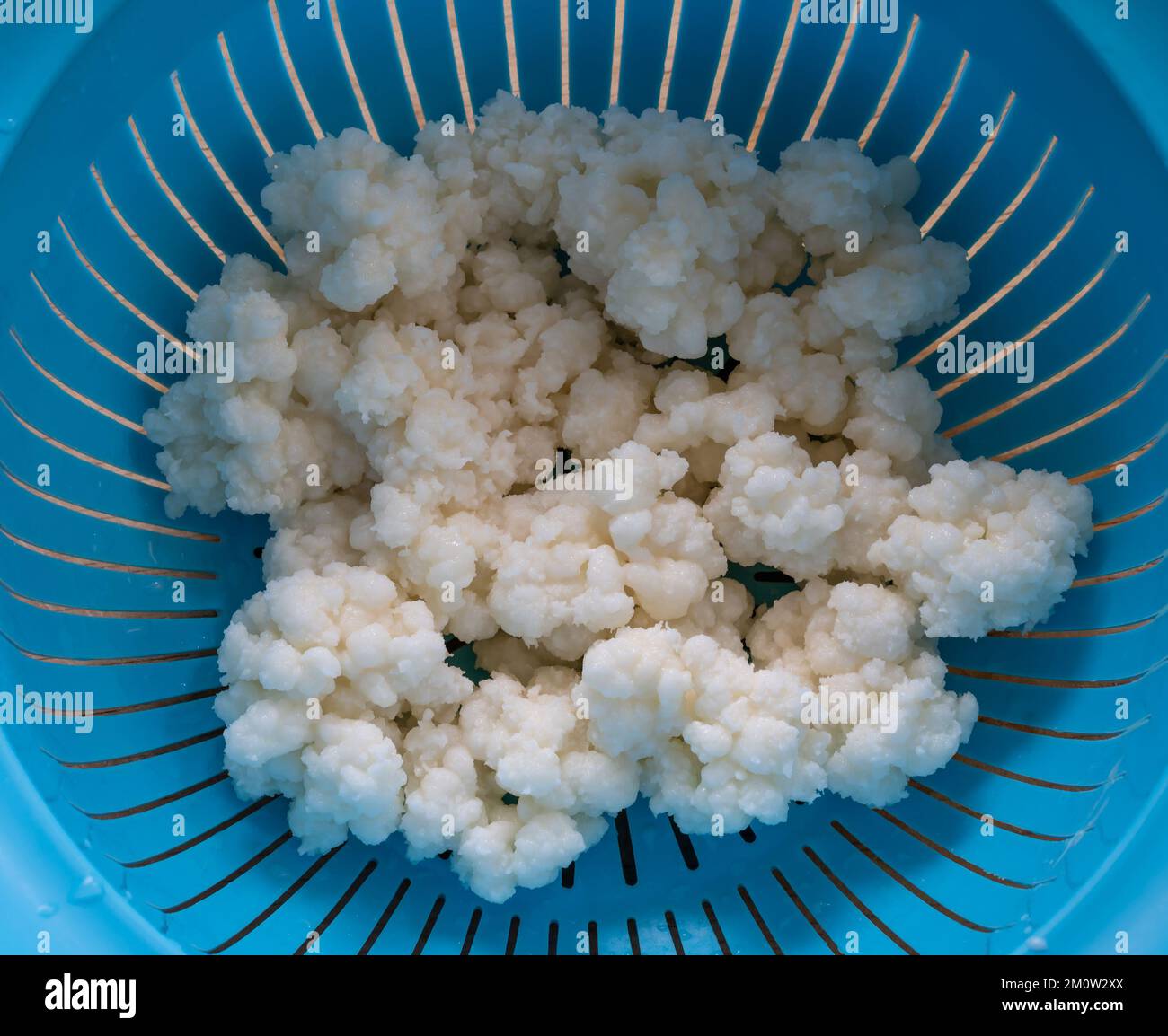 Organic milk kefir grains in a strainer Stock Photo