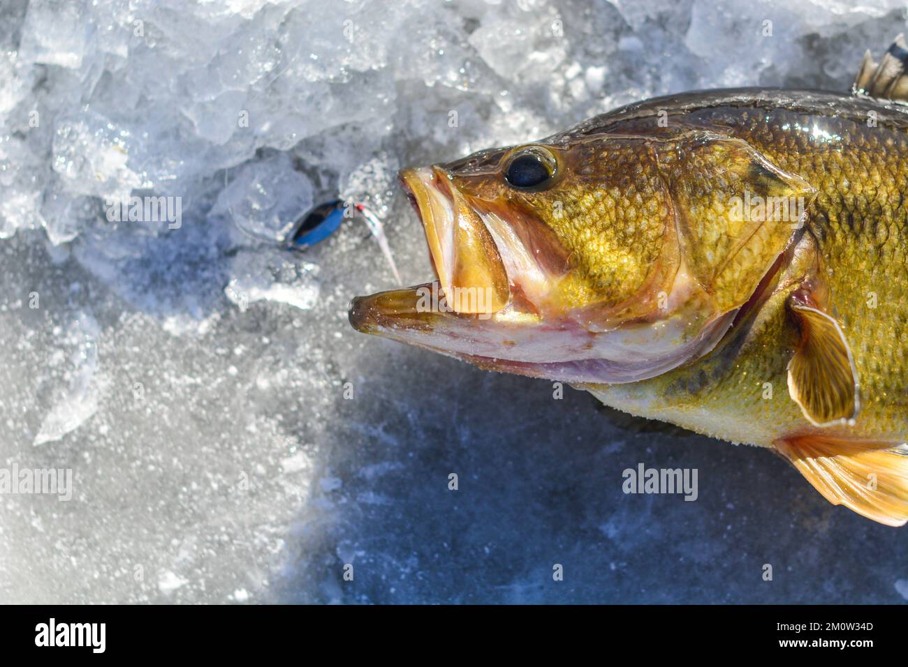 Ice fishing nice catch, winter activity, Ice hole fresh water lake. Stock Photo