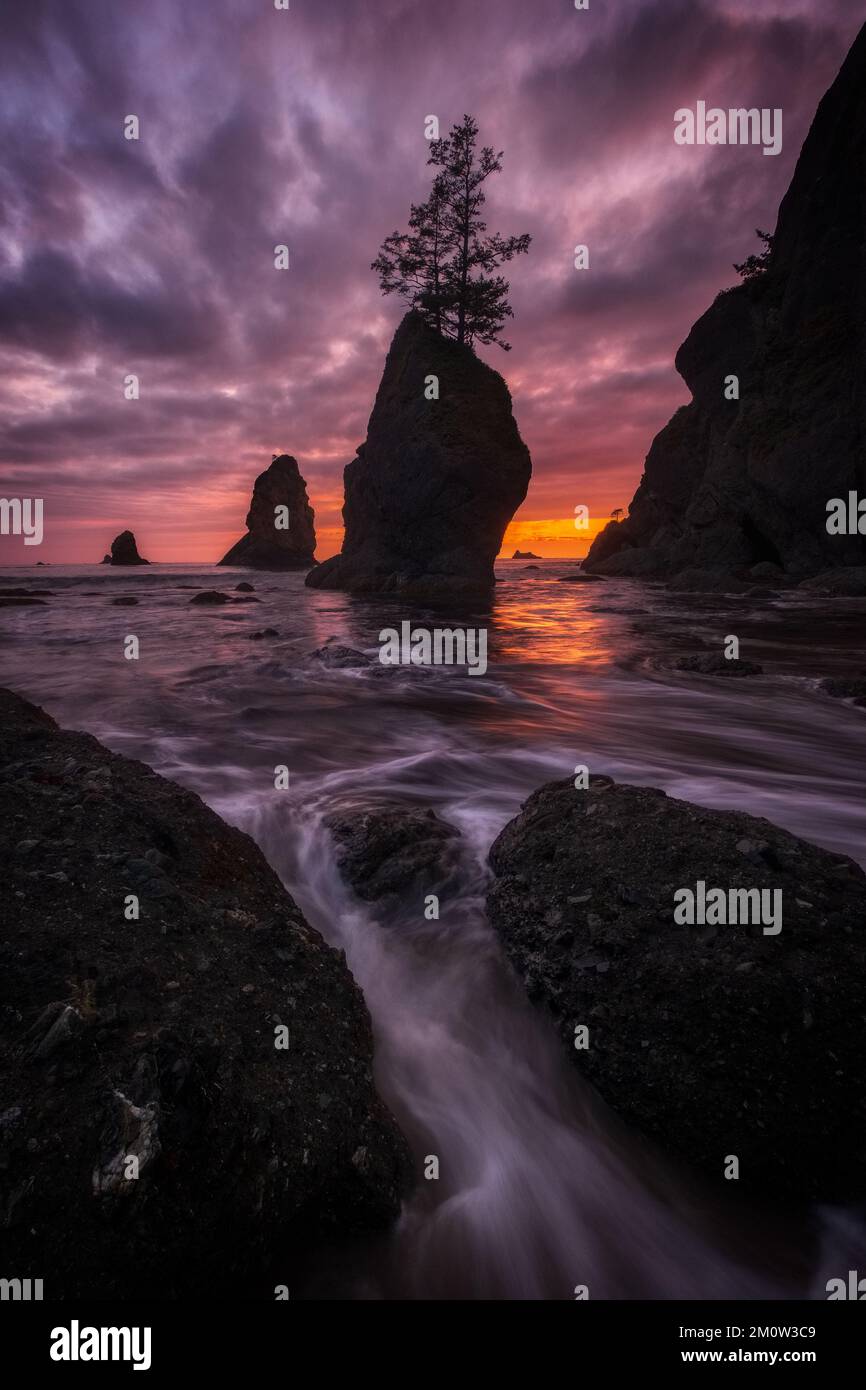 Shi-Shi Beach, Olympic National Park, Washington Stock Photo - Alamy