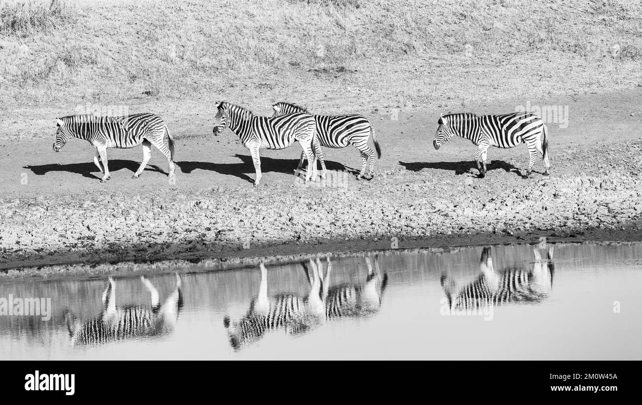 Beautiful animals drinking water Black and White Stock Photos & Images