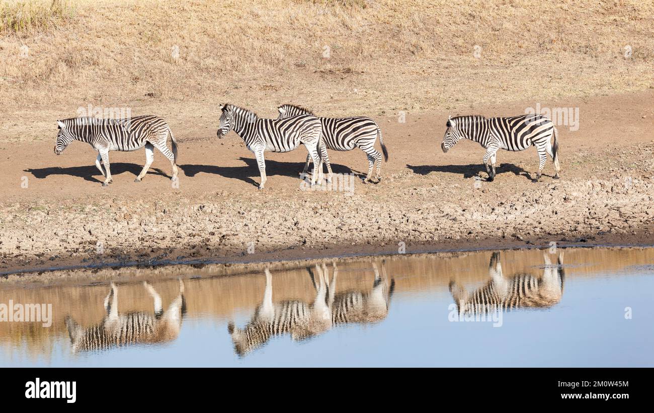 Wildlife Zebra's four animals at waterhole early summer morning a closeup mirror reflections frontal photograph. Stock Photo