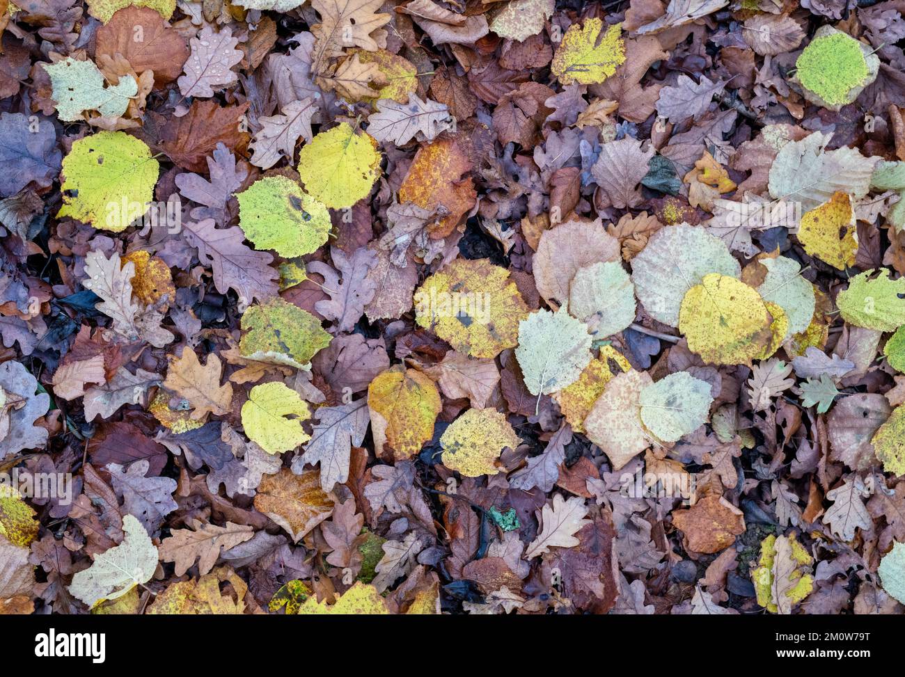 Fallen beech and oak leaves in december pattern Stock Photo
