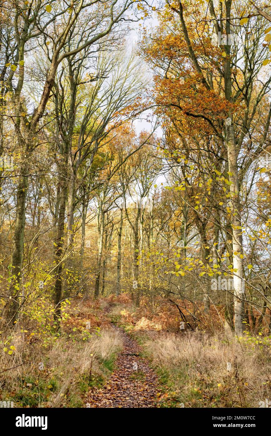 English woodland in December. Northamptonshire, England Stock Photo